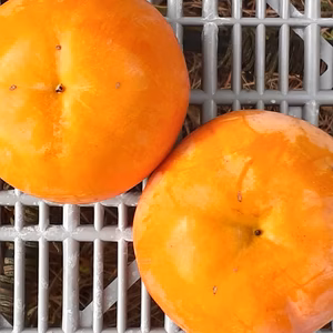 【甘柿の季節】いさはや柿(糖度1０度以上)４kg和歌山紀美野産