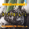 【訳あり！】★新物★　ありだの生にんにく　新にんにく 