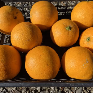 期間限定&数量限定！オレンジネーブル約2キロ,約4キロ