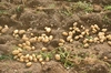 訳あり　ちびっこ…　農薬不使用　無施肥栽培ジャガイモ　キタアカリ