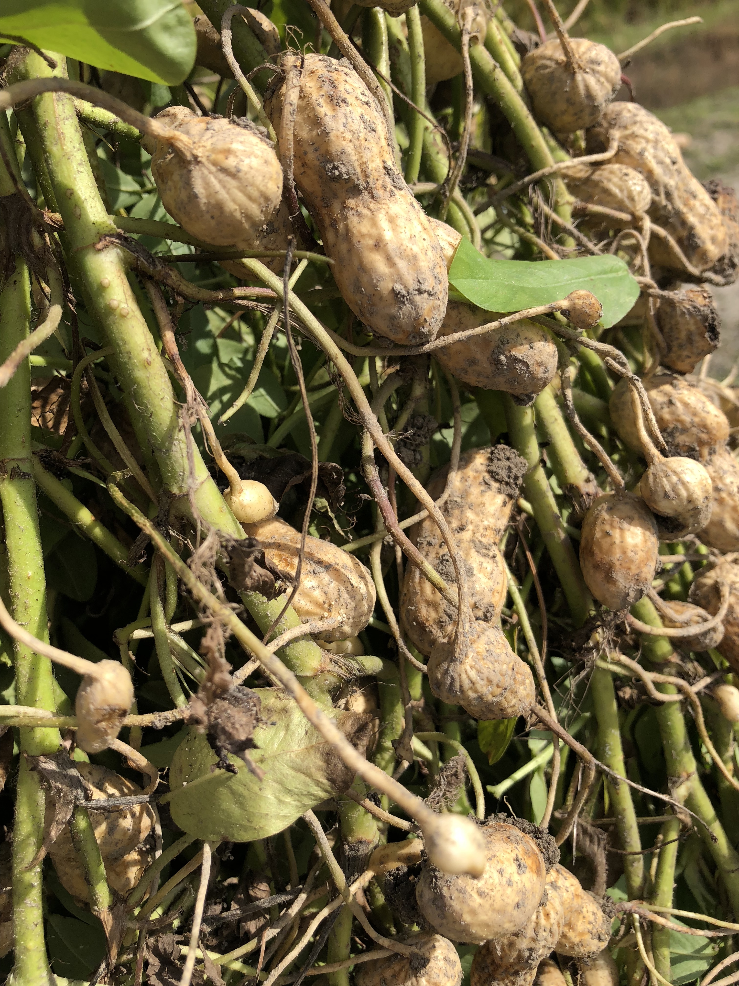 おおまさりの産直通販・お取り寄せ商品｜ポケットマルシェ｜産地直送で