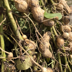 季節限定!!めちゃウマ♡♡落花生♬　ゆで方レシピ付き♬