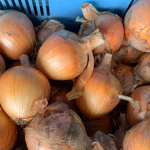 【ちょっと訳あり】淡路島産たまねぎ 特別栽培 兵庫県認証食品 レシピ付き！