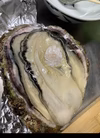 瀬戸内天然岩牡蠣　殻付き1個1キロ前後　超特大！