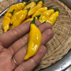 ペルーの黄色唐辛子！レモンドロップ（アヒ・リモン）