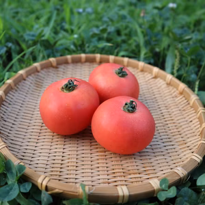 中玉トマト 北海道壮瞥町産 スイート 農家直送