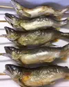 25日休み　鮮度抜群‼️B BＱ用に　串刺し生鮎　地下水育ち