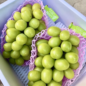 信州産『贈答用シャインマスカット』大粒（1房約700g×2房）
