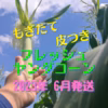 【6月発送】もぎたて・皮つき　フレッシュヤングコーン