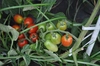 【エコトマト】露地栽培ミニトマトアイコ２㎏・農薬、化学肥料、除草剤不使用
