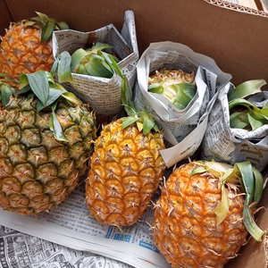 《秋実パイン》加工用５ｋ【無肥料】屋我地島の完熟島パインアップル