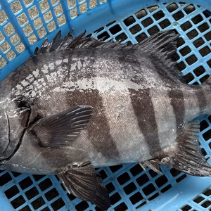獲れ次第発送‼️白身の王様✨高級魚✨徳島宍喰産活〆天然石鯛✨