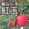 お買い得・葉とらず紅玉５kg