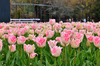 【新潟のチューリップ】（フリル） ピンク色 スィーツパラダイス１０本