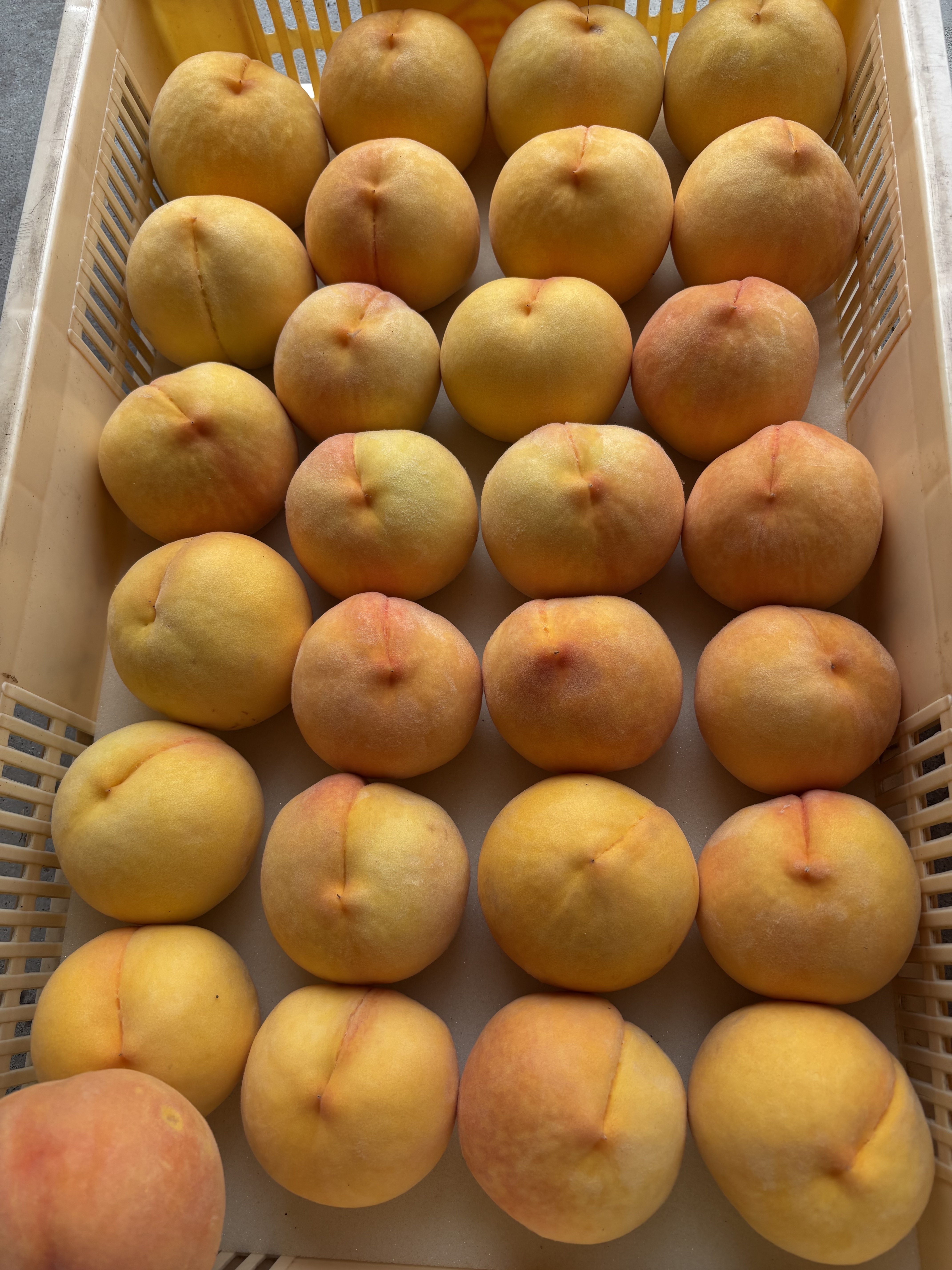 黄金桃 黄金桃（果物＞もも）の産地直送商品一覧（通販・お取り寄せ