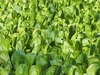 【JGAP認定農場】バラ売り！水耕栽培のサラダほうれん草＋小松菜！