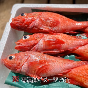 【ラストチャンス】神経締め キンキ 大サイズ（キチジ、メンメ）