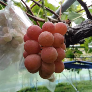 【訳あり】シナノスマイル １kg(500ｇ×2パック)【バラ粒】