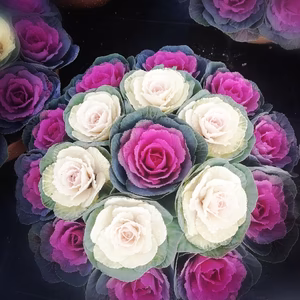 数量限定！薔薇のような葉牡丹★ラウンド寄せ植★大形ラウンドプランター