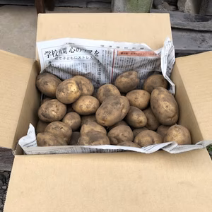15年農薬＆肥料不使用 ジャガイモ男爵またはメイクイーン