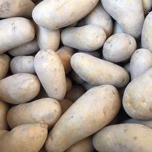 【農薬・除草剤不使用】メークイン　