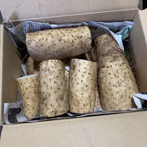 長いもカット品5キロ