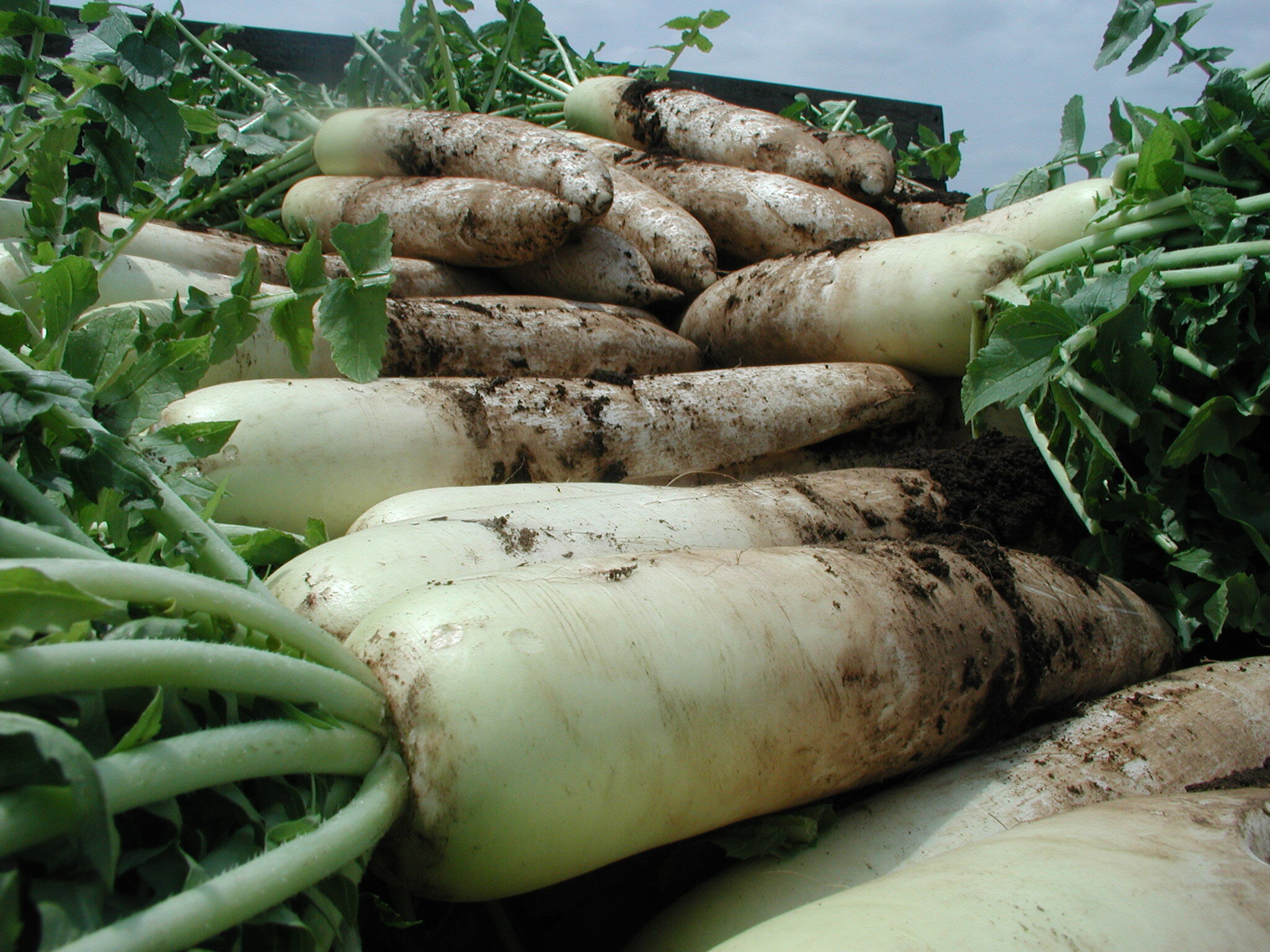 大根の通販・お取り寄せ商品｜野菜｜ポケットマルシェ｜産地直送で旬の