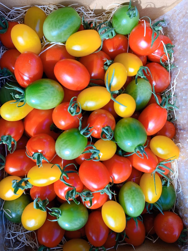 三須トマト農園＜スペシャル宝石箱セット＞ 1.8kg