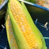 果汁はじける♪島育ちのとうもろこし ドルチェドリーム １０本入り