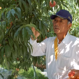 菱沼健一 | 菱沼農園