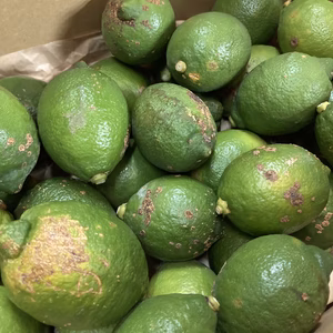 国産レモン訳あり品(県指定特別栽培、10月中旬以降は黄色く色づいてきます)