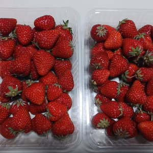 ポケマル初出荷！今だけ送料無料！【いちごおまかせ約1kg】