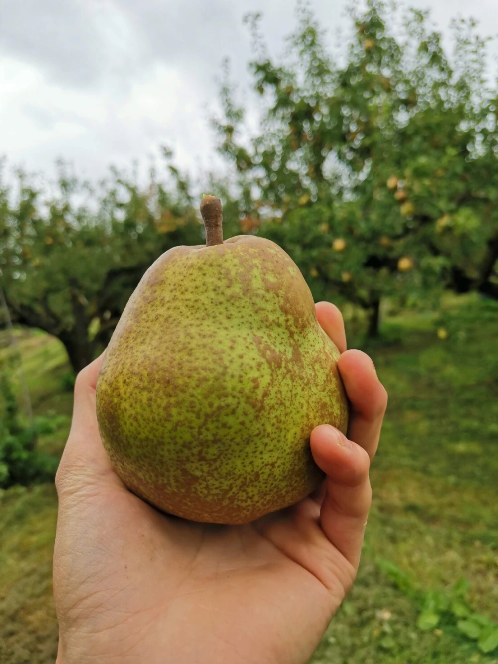 こだわりの秋の味覚お届けします♪ 山形県産 大玉ラフランス3kg８~9玉