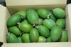 【フェイジョア】１.2kg　農薬不使用