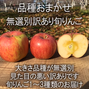 旬のおまかせ！ 無選別 訳ありりんご 約1.5キロ 4-9玉 #NAX0C015