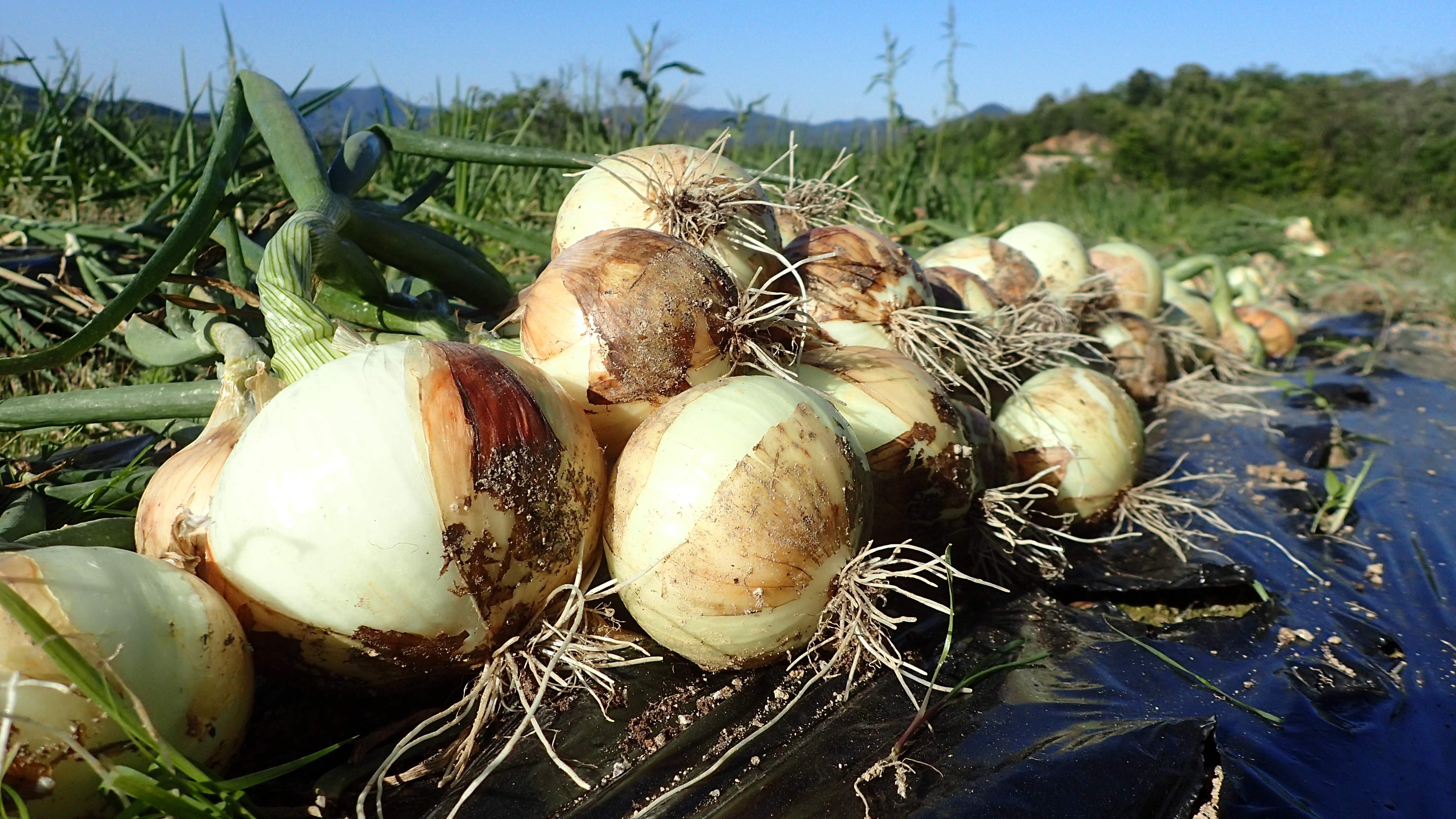 栽培期間中農薬不使用の京野菜 この甘さはサラダ専用かも 早生玉ねぎ浜育 農家漁師から産地直送の通販 ポケットマルシェ