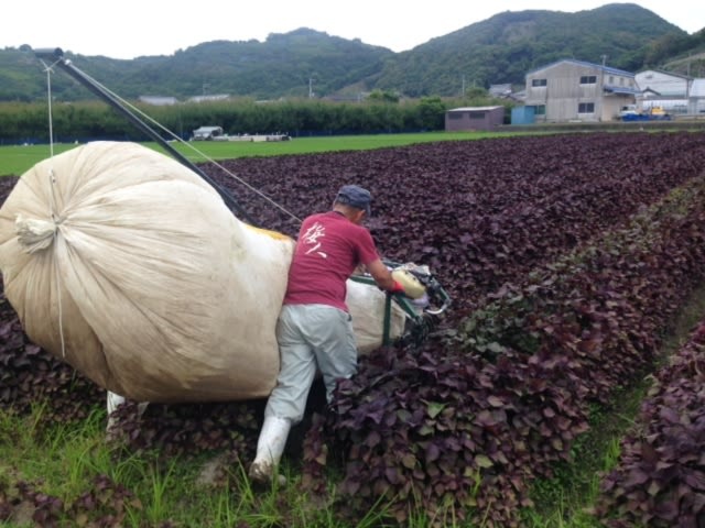 農家直送　農薬不使用　赤紫蘇　2kg