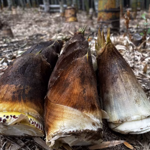 プロ管理竹林のやわらか極上春タケノコ（出雲産)
