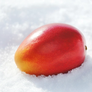 北海道産真冬のマンゴー（十勝マンゴー）ー　４Lサイズ１玉