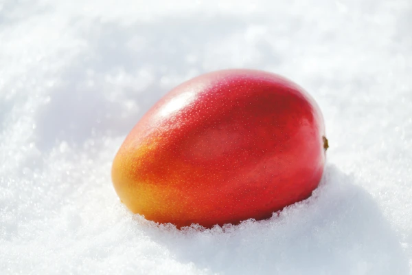 【2022年先行予約】北海道真冬のマンゴー「白銀の太陽」2Lサイズ１玉（箱入れ）