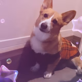 コーギーしおん