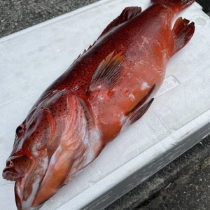 【魚突き】傷あり　スジアラ1.4kg 鱗、内臓処理済