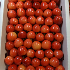 さくらんぼ佐藤錦800g