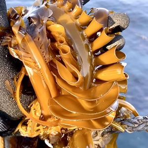 篠島産！！めかぶ付き丸ごと一本生わかめ！