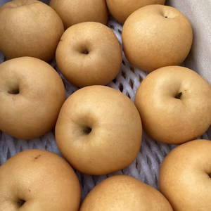 糖度13度以上保証☆愛宕梨　5kg (5-10個)