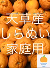 天草産 不知火　しらぬい　家庭用