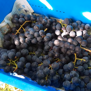 ⚫昭和の味⚫青森県産キャンベル・アーリー約3kg〜4kg詰め＜ご家庭用＞