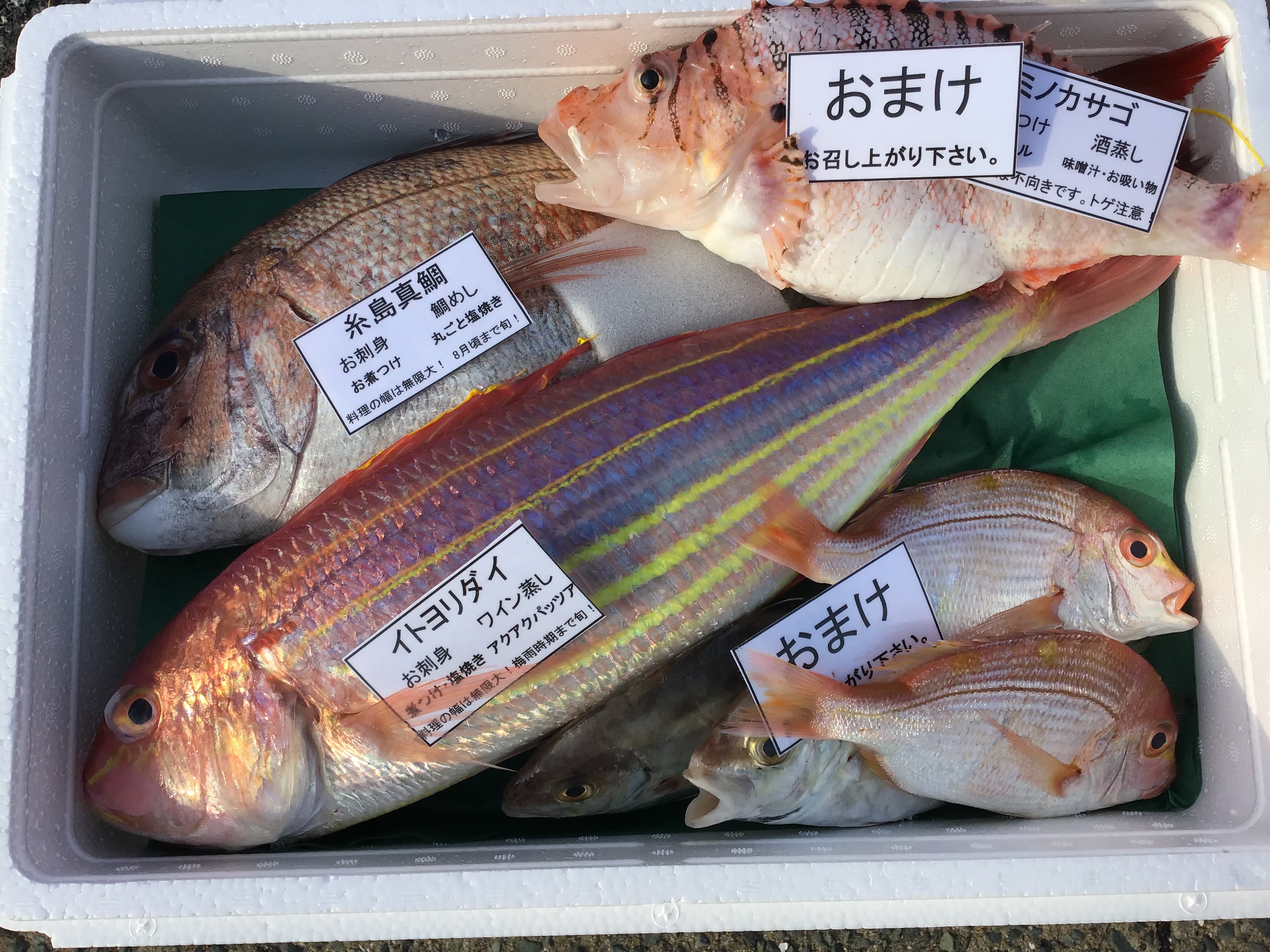 夏ギフト 7月限定予約 糸島真鯛1匹と漁師おまかせ鮮魚セット 農家漁師から産地直送の通販 ポケットマルシェ