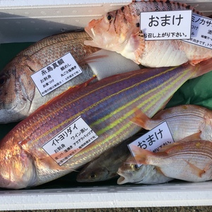 夏ギフト！8月限定予約！糸島真鯛1匹と漁師おまかせ鮮魚セット！