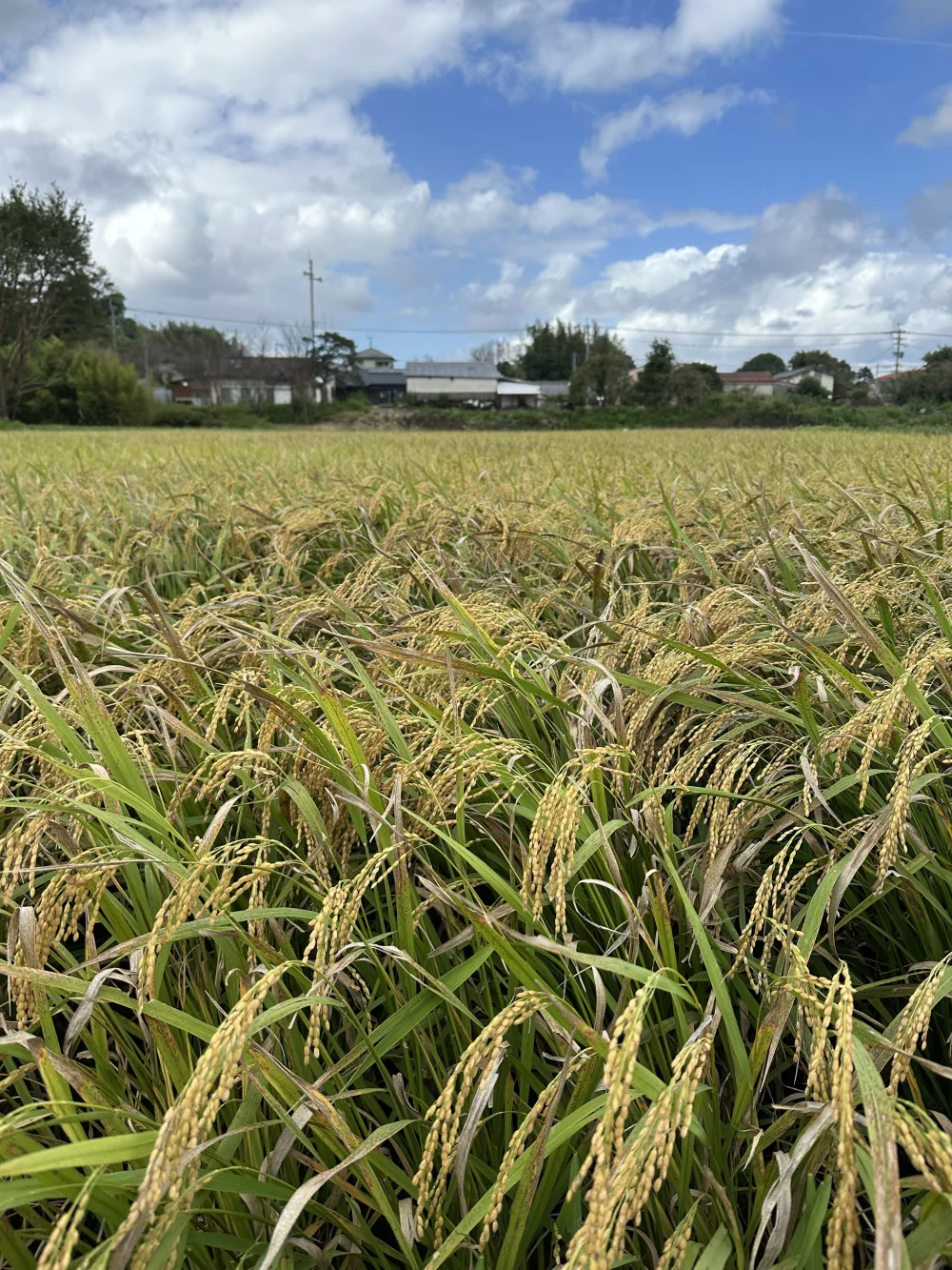 宮崎県産ヒノヒカリ